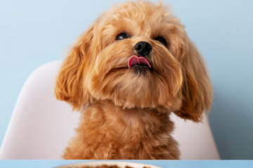 Jak wybrać najlepszą karmę dla psa